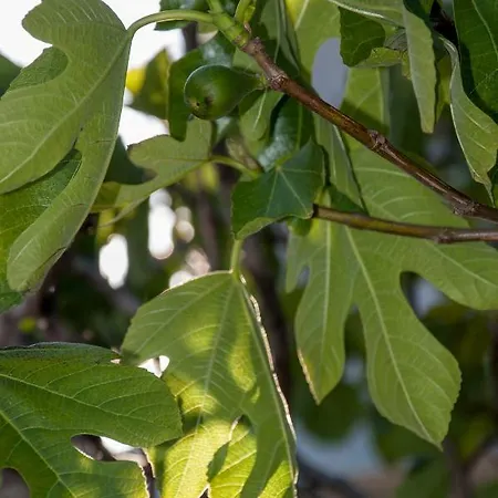 Appartamento Pergola - Queen's *