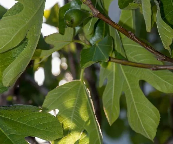 شقة Pergola - Queen's *